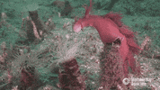 Eat Om Nom GIF by Monterey Bay Aquarium