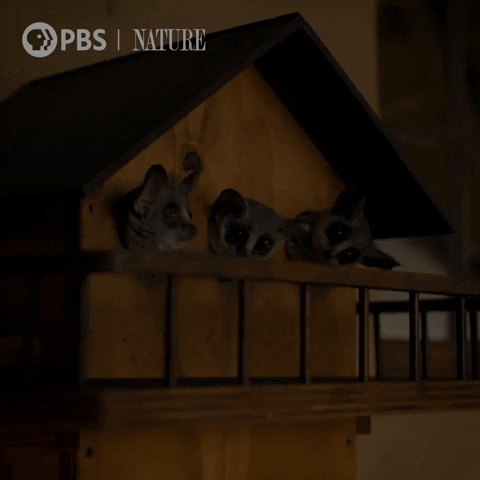 Family Bushbaby GIF by Nature on PBS