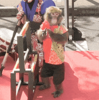 Monkey Applause GIF
