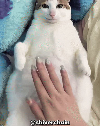 Shocked Cat GIF