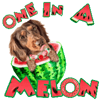 Sausage Dog Watermelon Sticker by Pimp Yo Pets