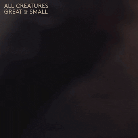 allcreaturestv giphyupload animals stare mystery GIF