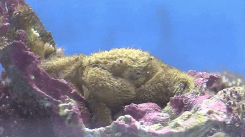 moodman giphygifgrabber crab hairy crab common hairy crab GIF