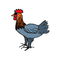 Chickens Sticker