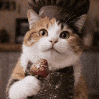 Calico Cat Dancing GIF