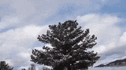 wyoming GIF
