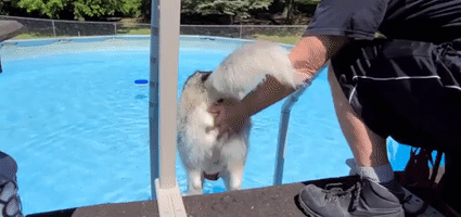 Husky Cools Off in Pool as Heatwave Hits Michigan