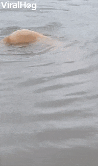 Doggy Dives Deep To Hunt Rocks GIF by ViralHog