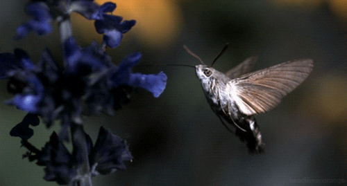 hummingbird hawk moth insect GIF by Head Like an Orange