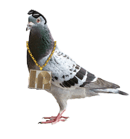 swag bird Sticker by The Knocks