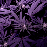 GIF by Creedence Clearwater Revival