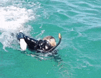 Australia Lily GIF