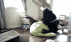 cat gifs GIF