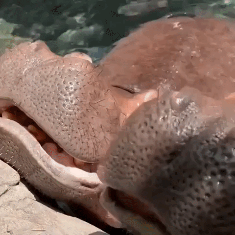Hippo Treated to Watermelon at Zoo