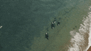 beach seals GIF