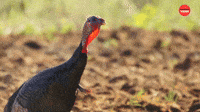 Fire Breathing Turkey