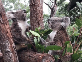 Charming Koalas Chomp on Leaves in Unison at Austr