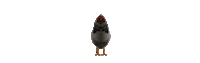 chicken bleeding purple STICKER