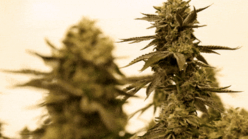 Plant Grow GIF by Exclusive Brands