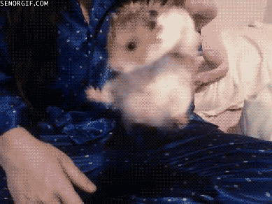 hamster falling GIF by Cheezburger