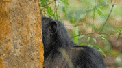 JaneGoodallInst animals animal wildlife chimp GIF
