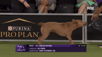 Brio Looks Fired Up!