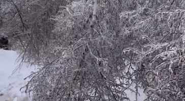 Ice Blankets Parts of Coastal Maine Following Winter Storm