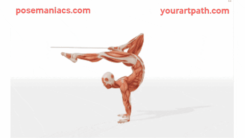 annasok giphygifmaker anatomy posemaniacs yourartpath GIF