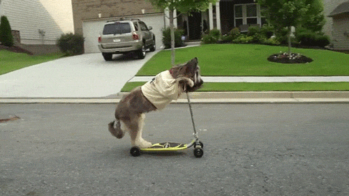dog riding GIF