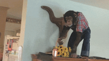 spike tv monkey GIF