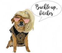 Buckle Up Real Housewives GIF