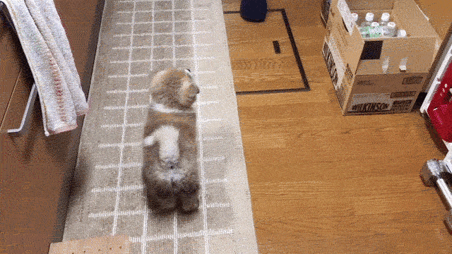 cuteanimalland giphyupload GIF