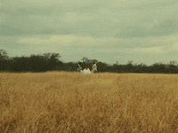 Midsommar GIF by Bartees Strange