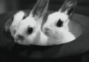 Rabbit Sniffing GIF
