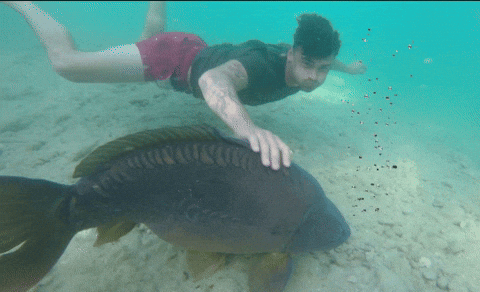 Passion4carp giphyattribution carpfishing p4c passion4carp GIF