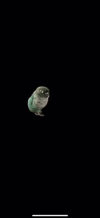 twoborbs parrot conure twoborbs GIF