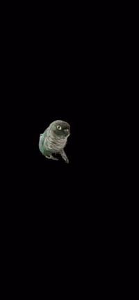 Bird Walking GIF