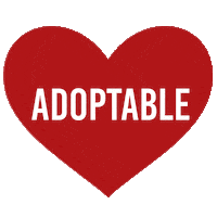 cat adopt Sticker by MISO PUP