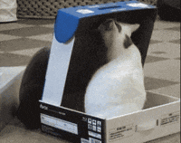 shhh GIF