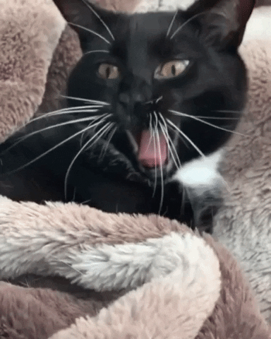 MrsCopyCat giphygifmaker cat laughing funny cat GIF