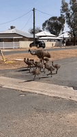 Family of Emus Calmly Crosses Road in Australian Outback