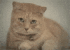 Sad Cat GIF