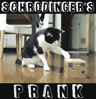 cats GIF