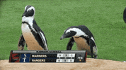 penguin GIF