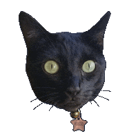 Black Cat Oops Sticker