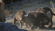 Nat Geo Savage Kingdom GIF by National Geographic Channel