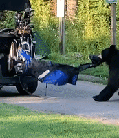 Bear Steals Golf Clubs