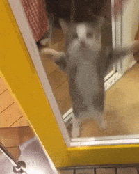 Cute Cat GIF