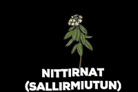 Inuvialuit GIF by Tusaayaksat Magazine