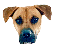 Gifsforgood Sticker by Red Beard